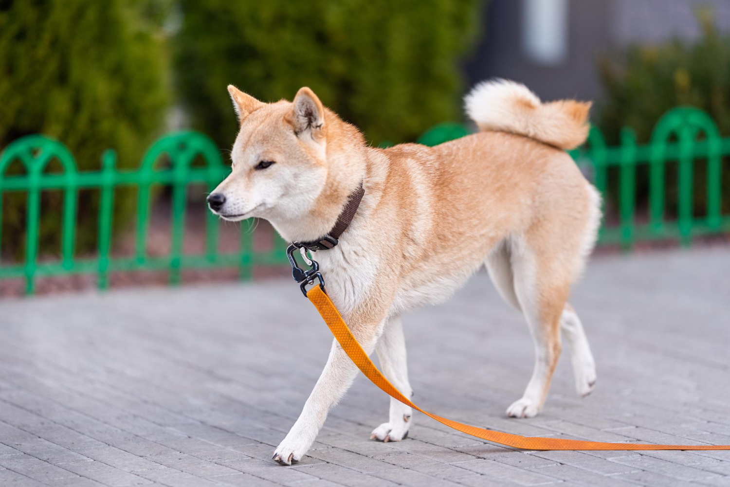 赤柴犬繫著橘色牽繩在人行道上散步的側面全身照