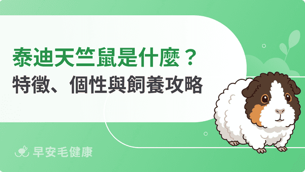 泰迪天竺鼠是什麼?特徵、個性與飼養攻略,捲毛療癒系萌寵首選