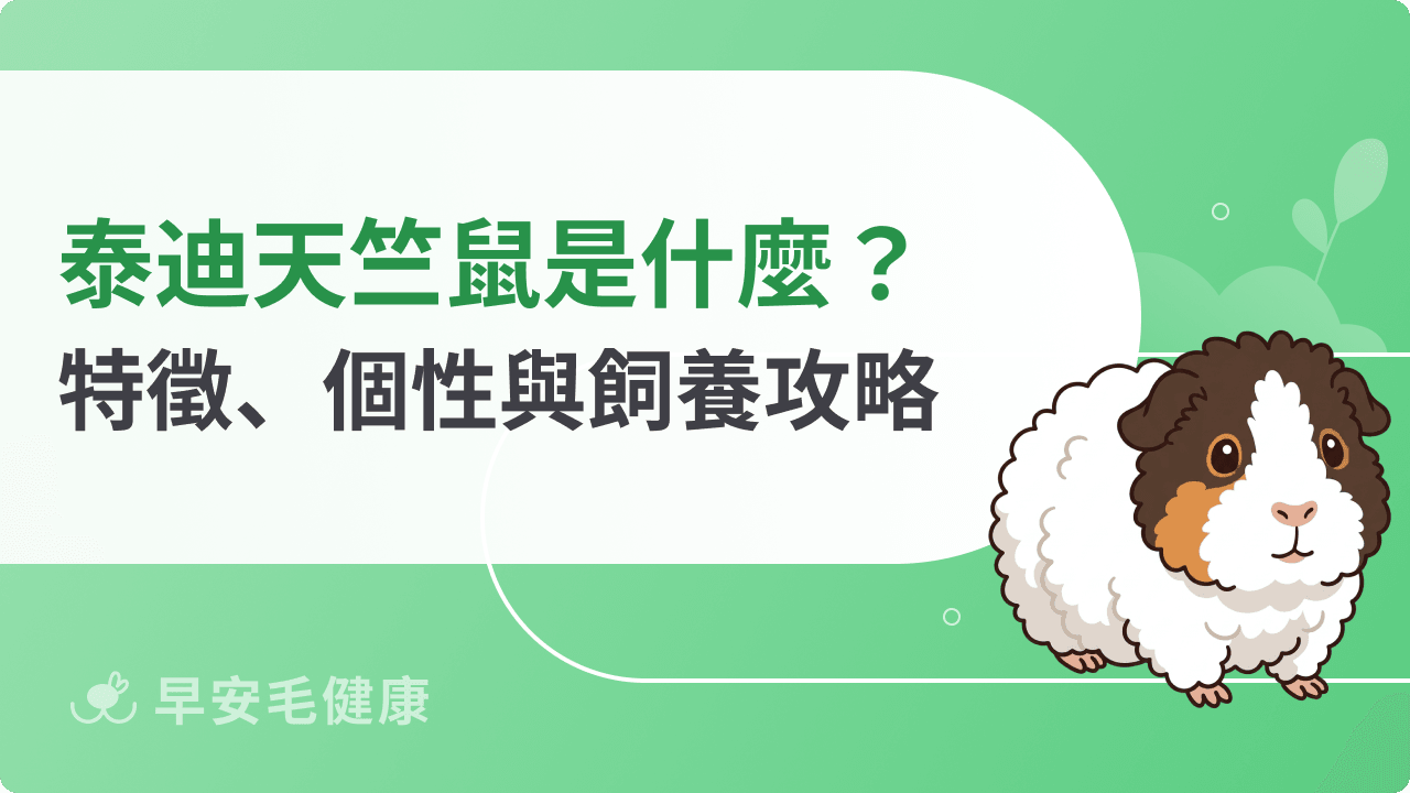 泰迪天竺鼠是什麼？特徵、個性與飼養攻略，捲毛療癒系萌寵首選