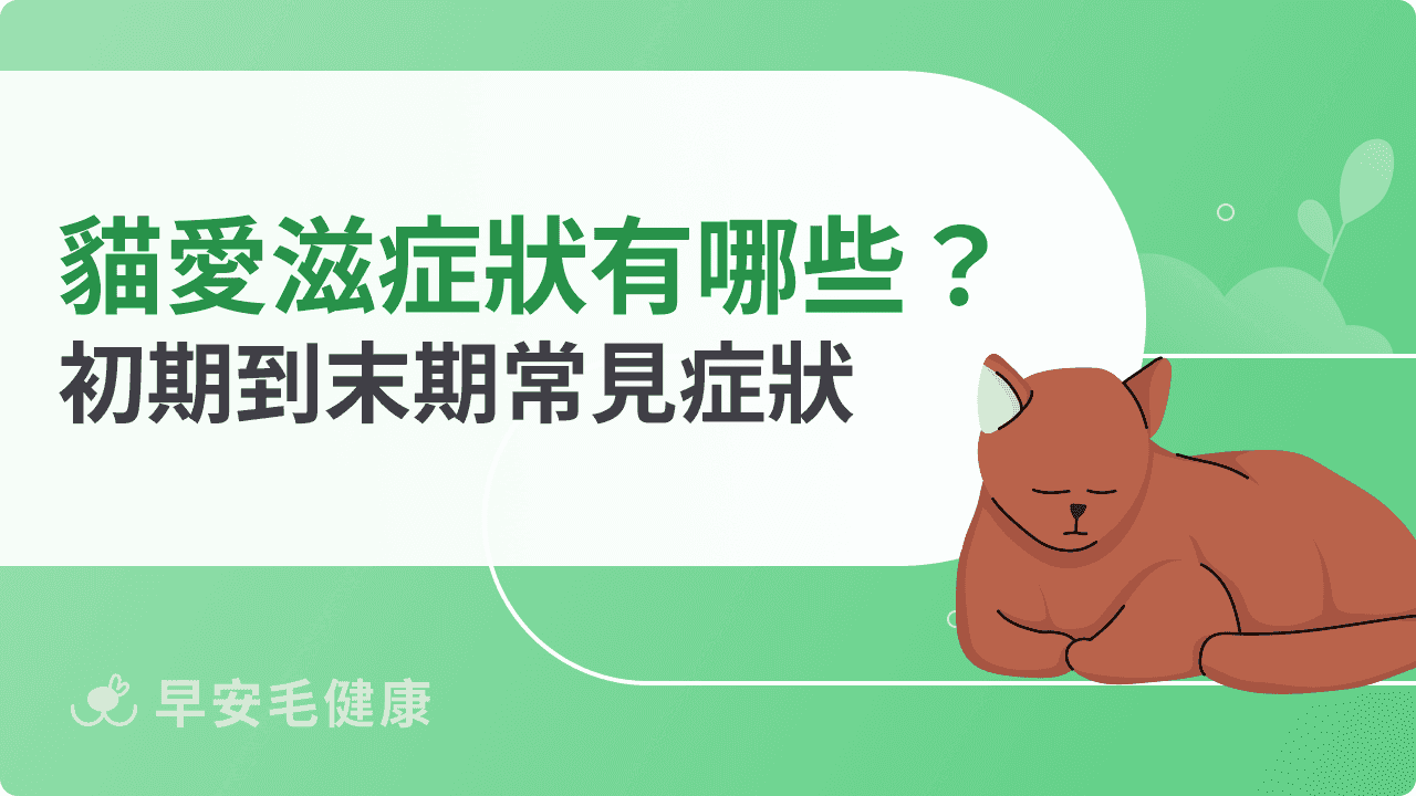 貓愛滋症狀有哪些？從初期到末期變化與常見臨床表現解析