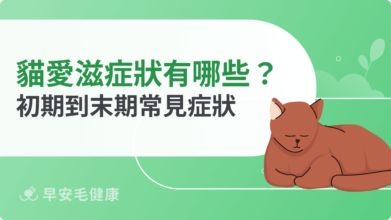 貓愛滋症狀有哪些？從初期到末期變化與常見臨床表現解析