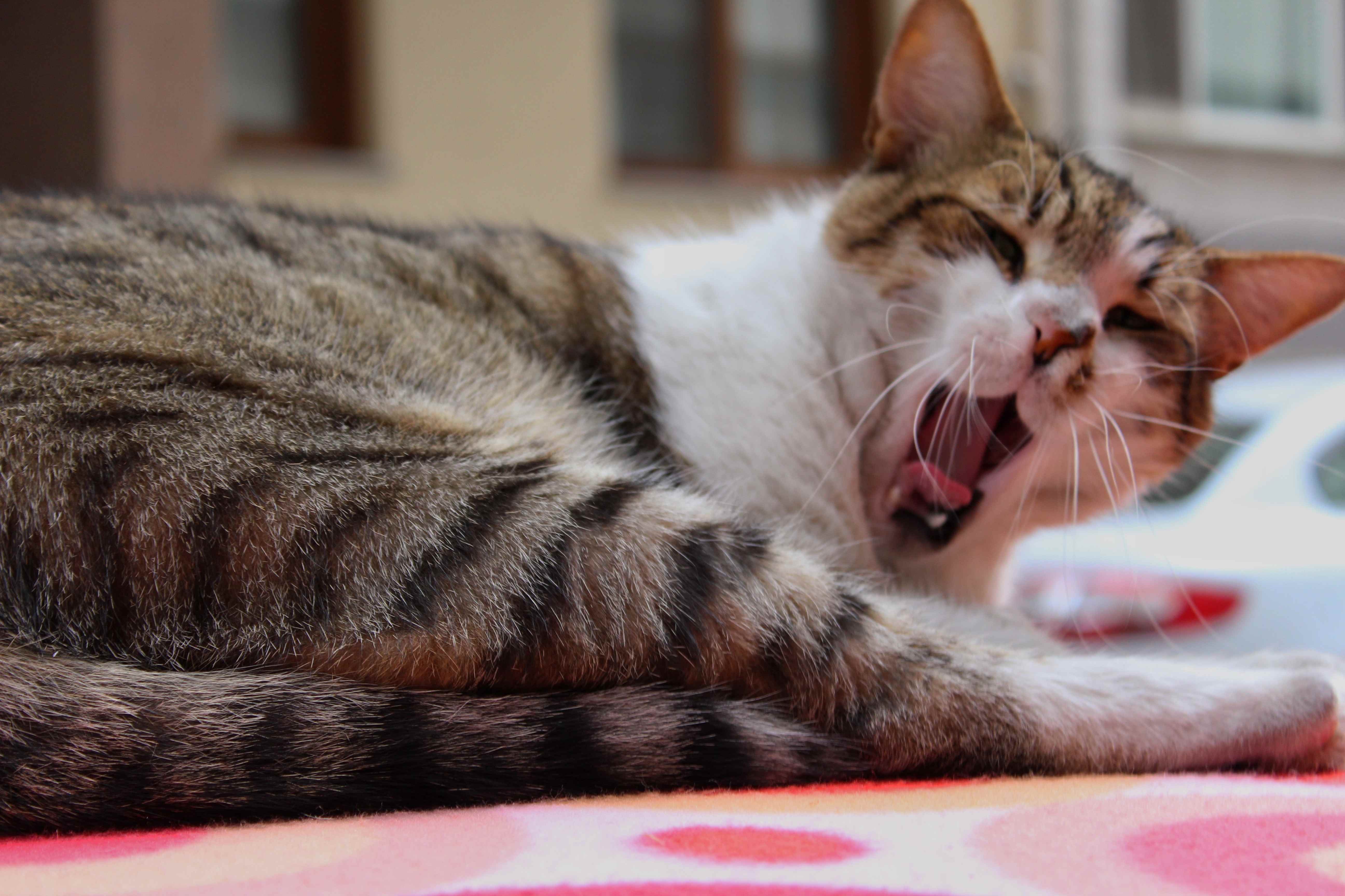 19.cat-sneezing-3