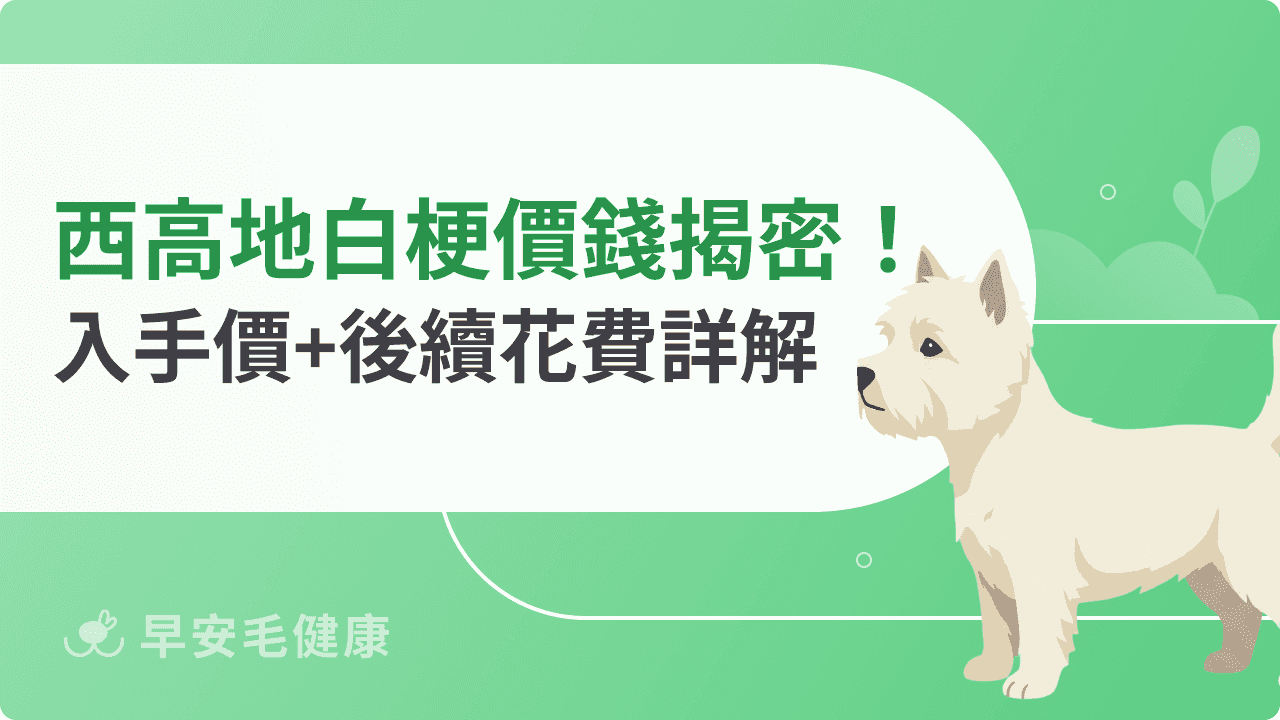 西高地白梗價錢公開！從入手價位到後續花費全數揭密