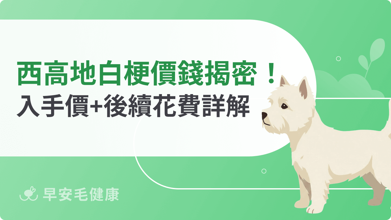 西高地白梗價錢公開！從入手價位到後續花費全數揭密