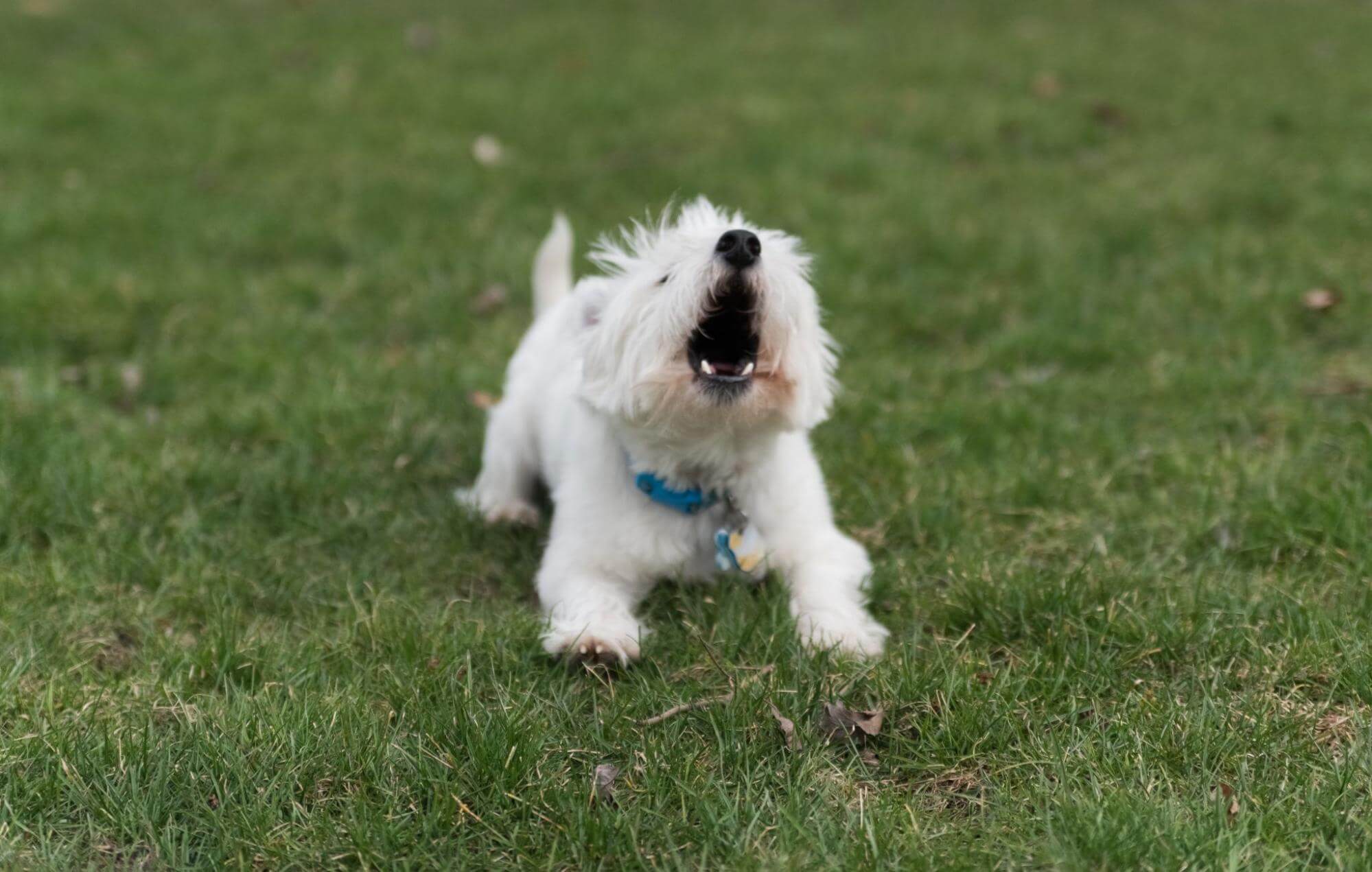 39. AI - male-dog-becomes-aggressive-after-neutering-1