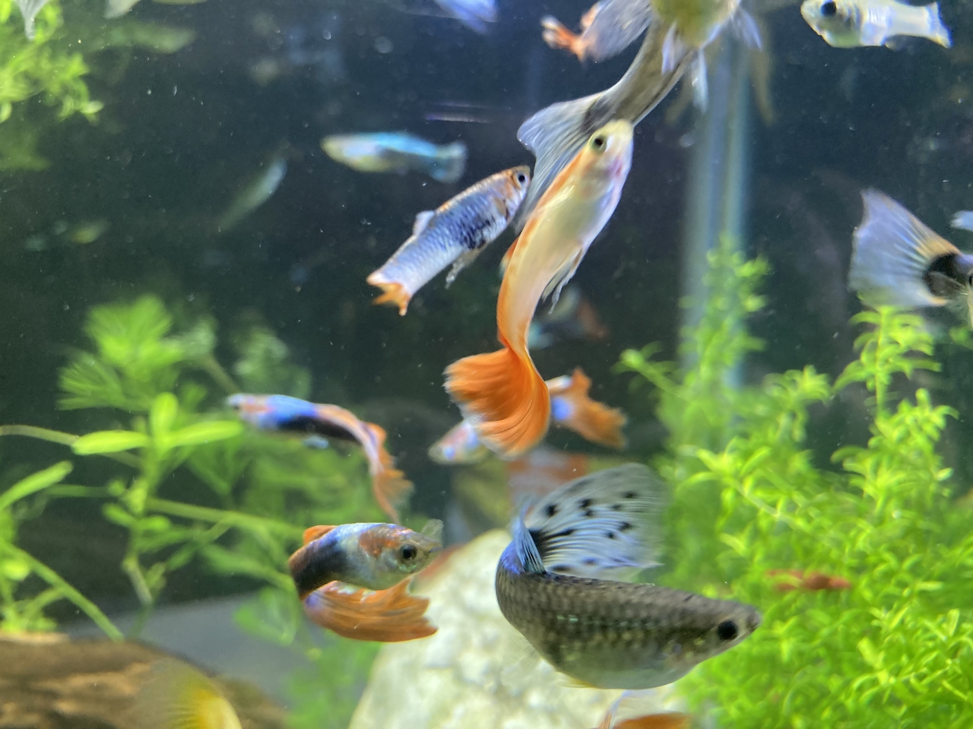 一群孔雀魚在魚缸中