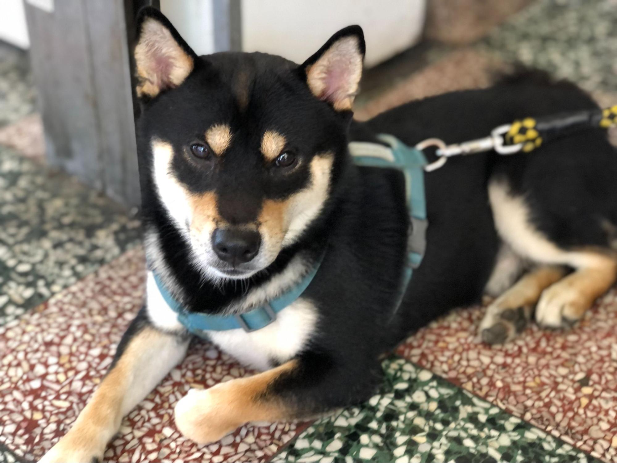 黑柴犬穿著藍綠色胸背帶趴在磨石子地板上正面特寫