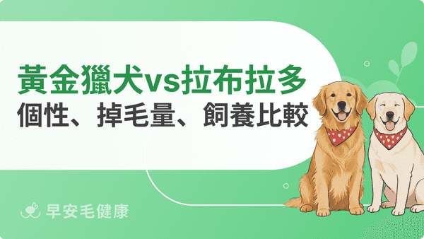 黃金獵犬VS拉布拉多差在哪？外觀、個性、掉毛、飼養成本比較指南
