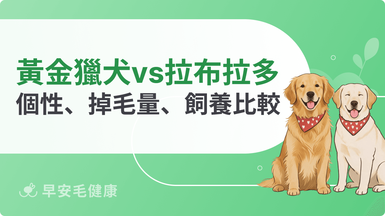 黃金獵犬VS拉布拉多差在哪?外觀、個性、掉毛、飼養成本比較指南