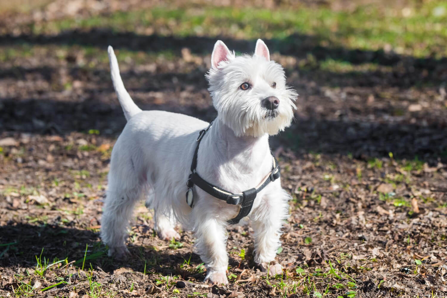 西高地白梗活潑可愛的樣子