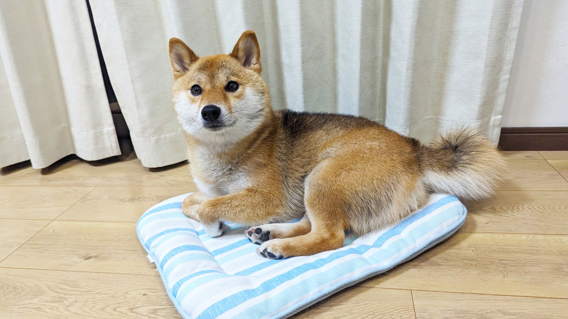 赤柴犬趴在藍白條紋涼墊上望向鏡頭的居家照