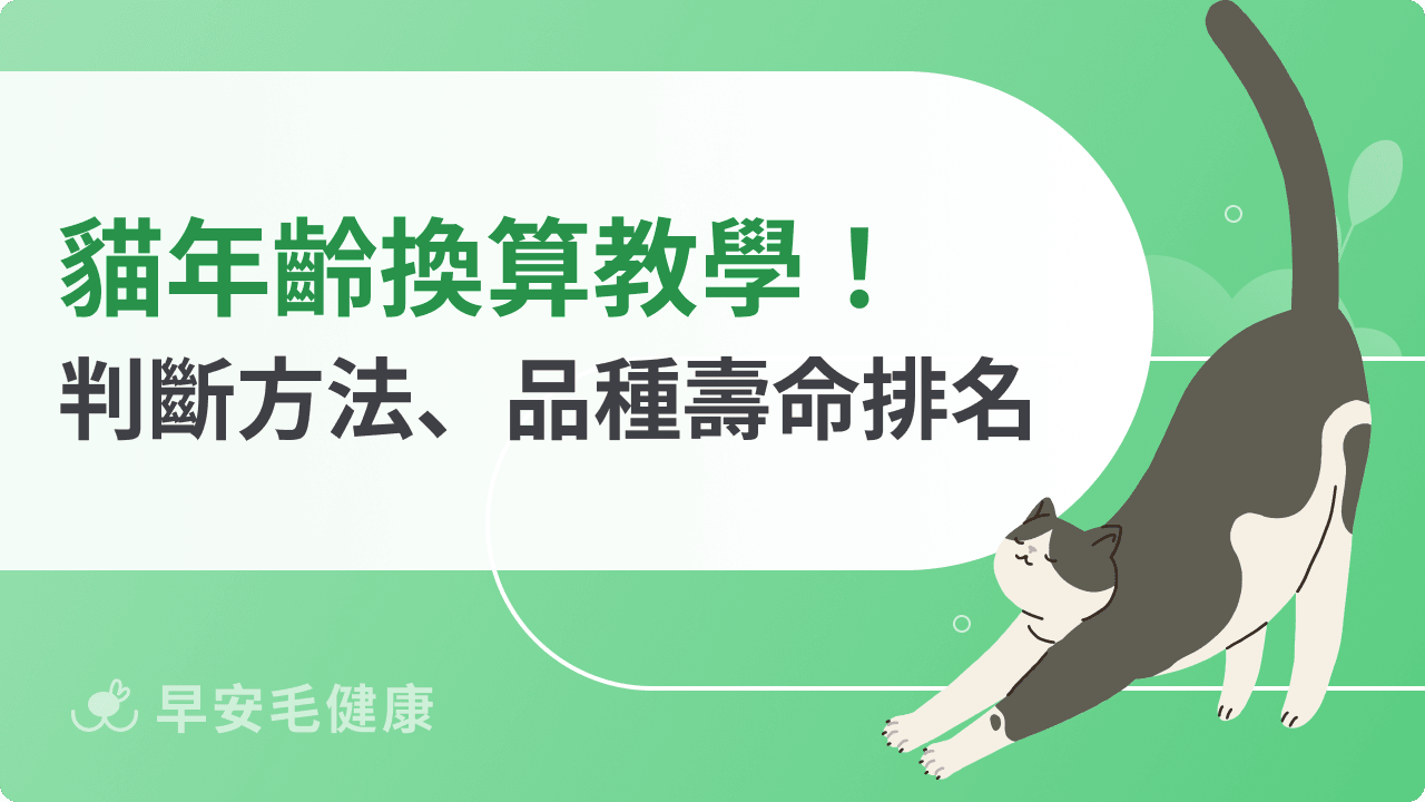 貓年齡換算大公開!從幼貓到老貓壽命、食慾變化全攻略