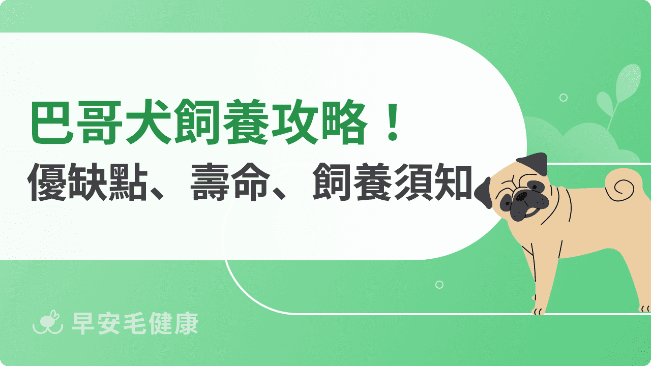 巴哥犬｜認識「皇室守護犬」價格、壽命與飼養環境知識