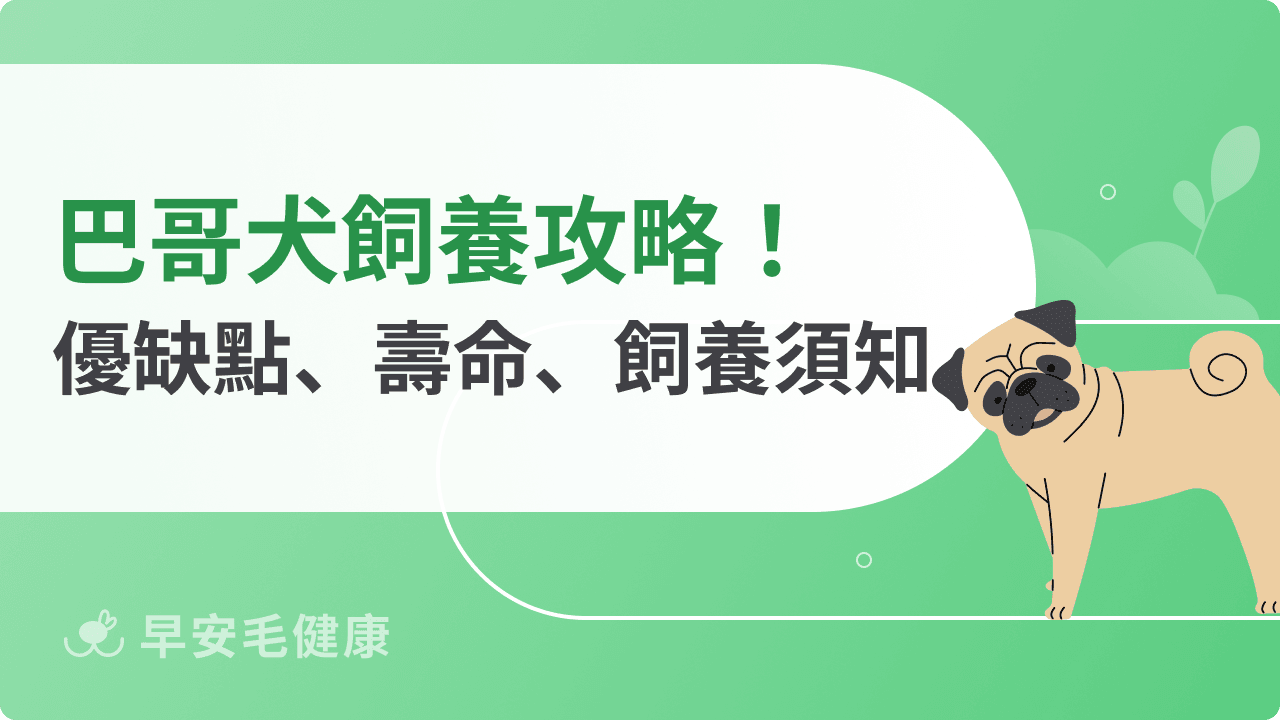 巴哥犬|認識「皇室守護犬」價格、壽命與飼養環境知識