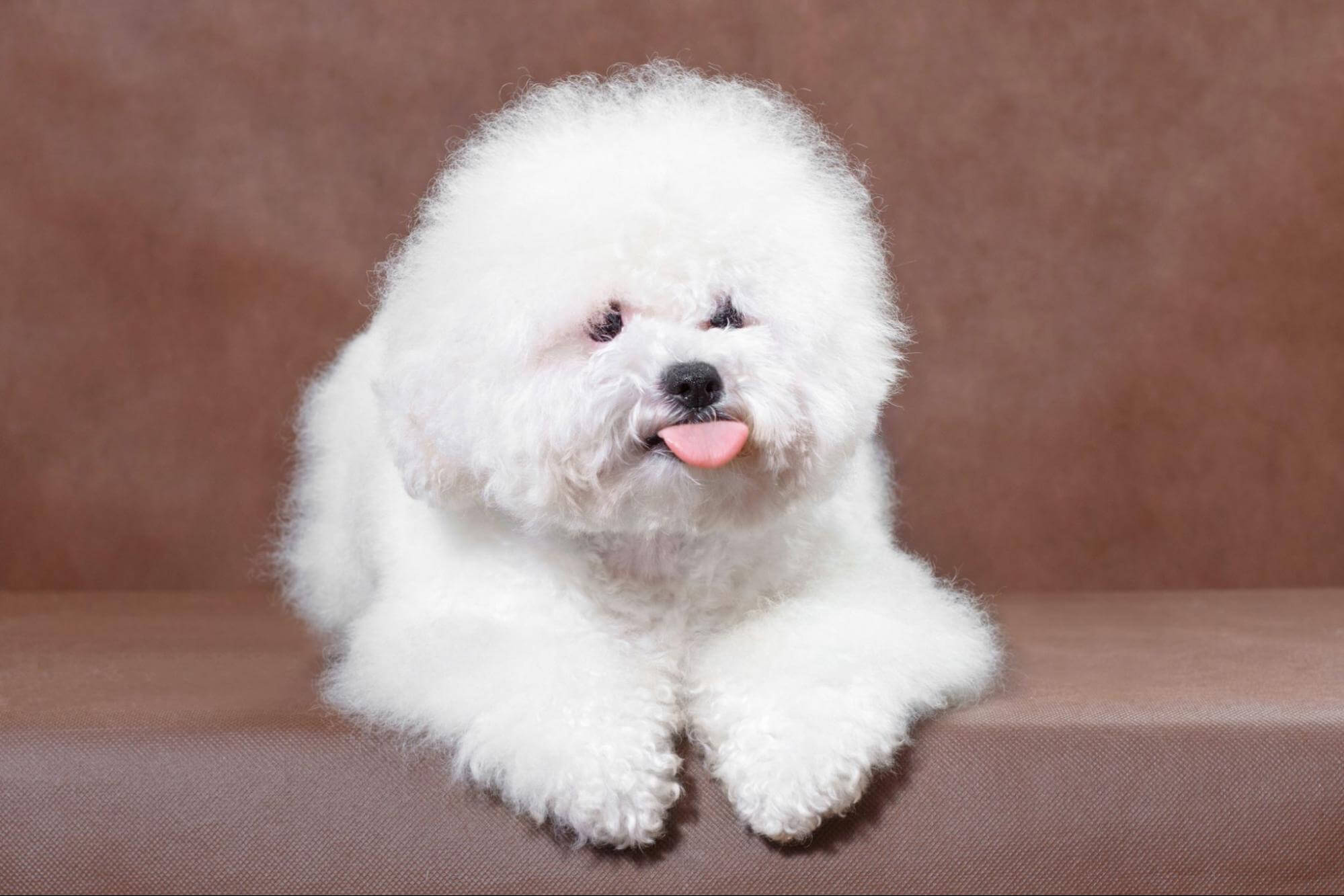250. AI - bichon-frise-size-1
