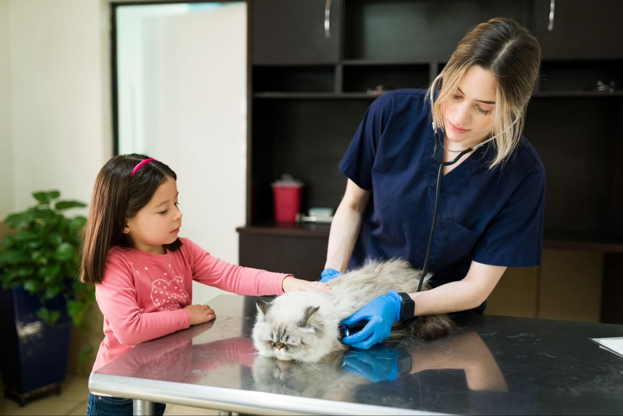 109.cat-lifespan-guide-4