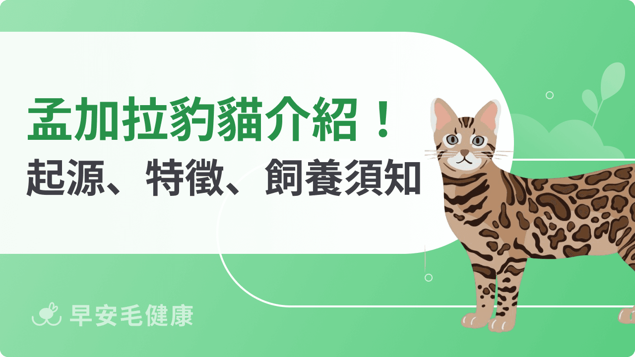豹貓是石虎嗎？孟加拉貓花色、個性、缺點與價格全攻略