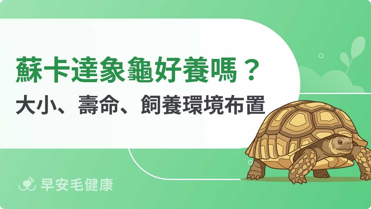 蘇卡達象龜好養嗎?「陸龜明星」智商、飼養環境與飲食清單