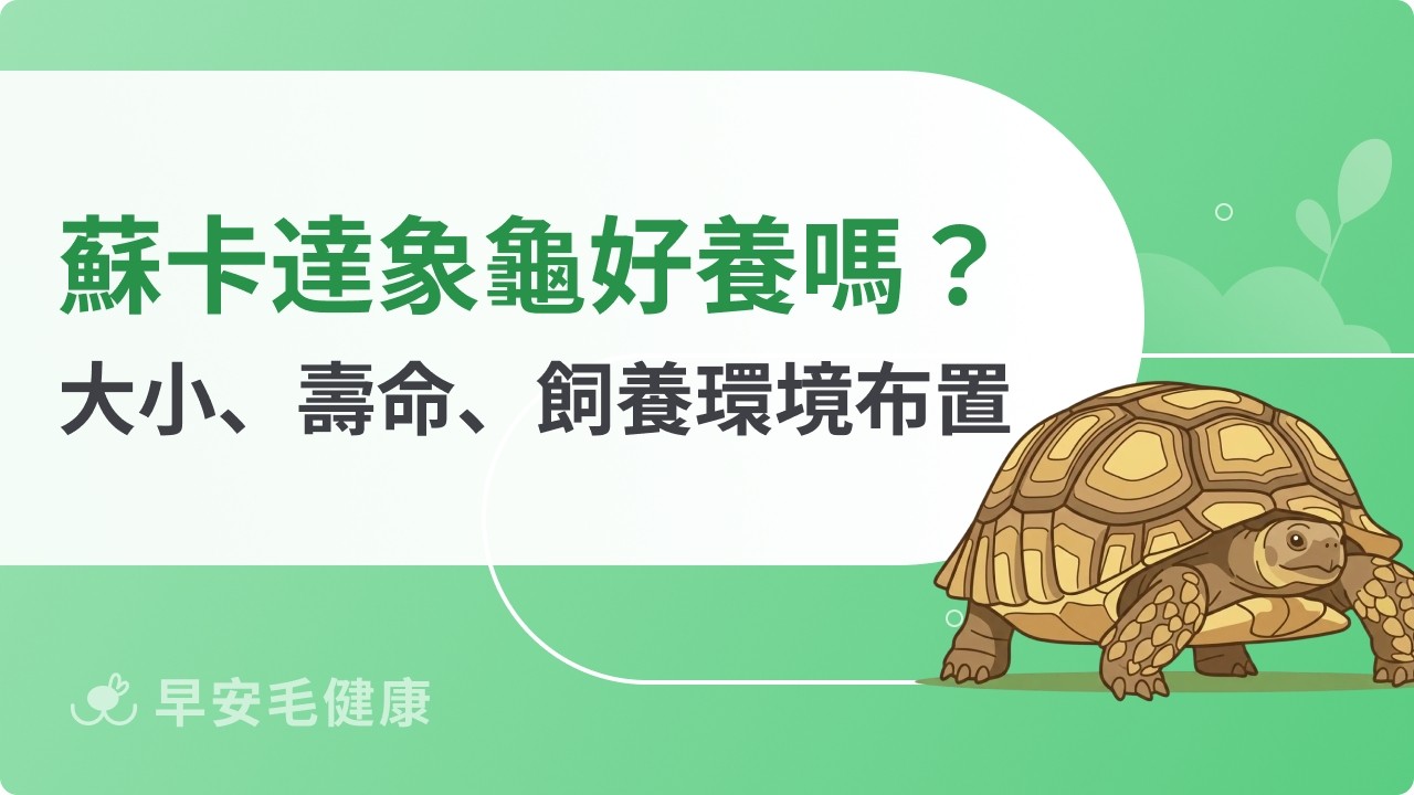 蘇卡達象龜好養嗎?「陸龜明星」智商、飼養環境與飲食清單