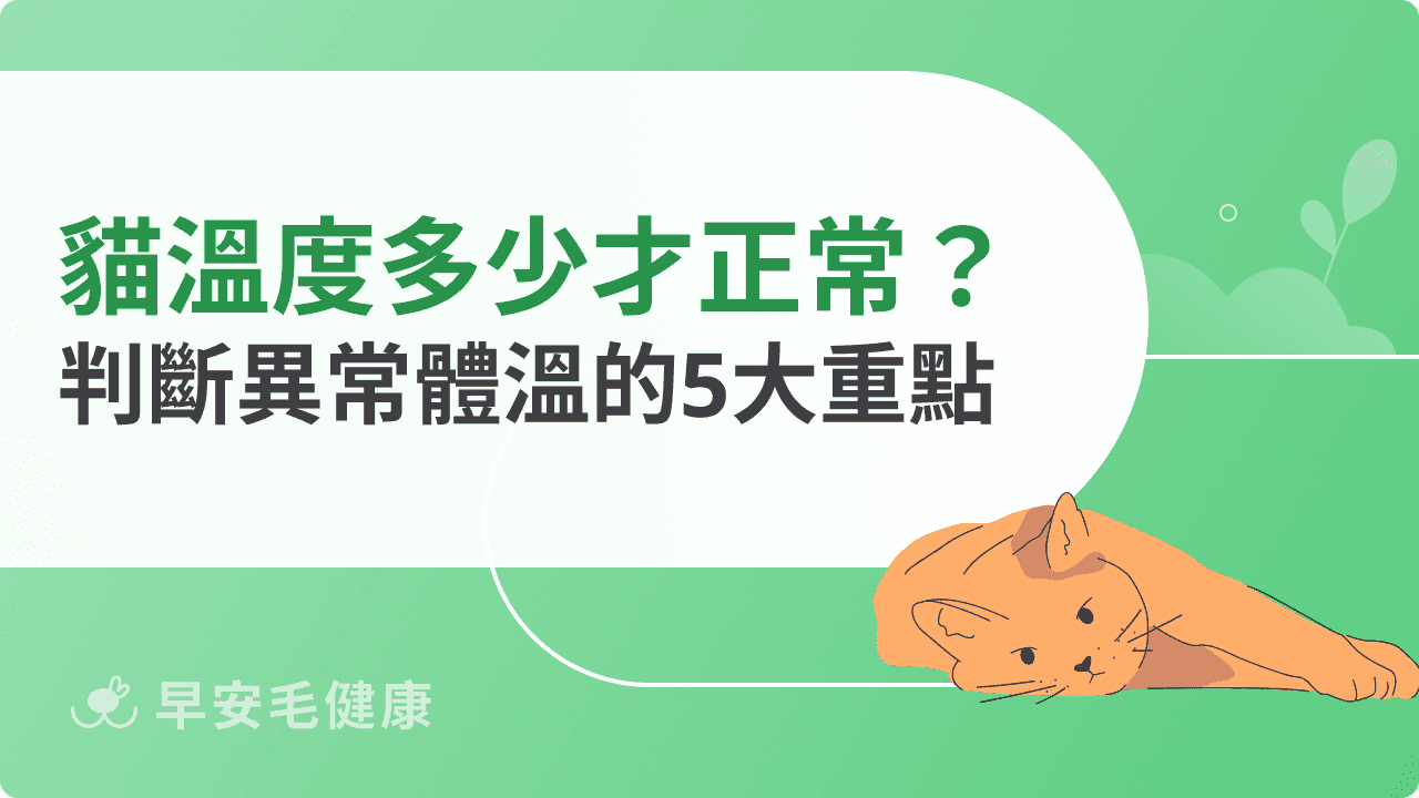 貓溫度多少才正常？判斷異常體溫的5大重點