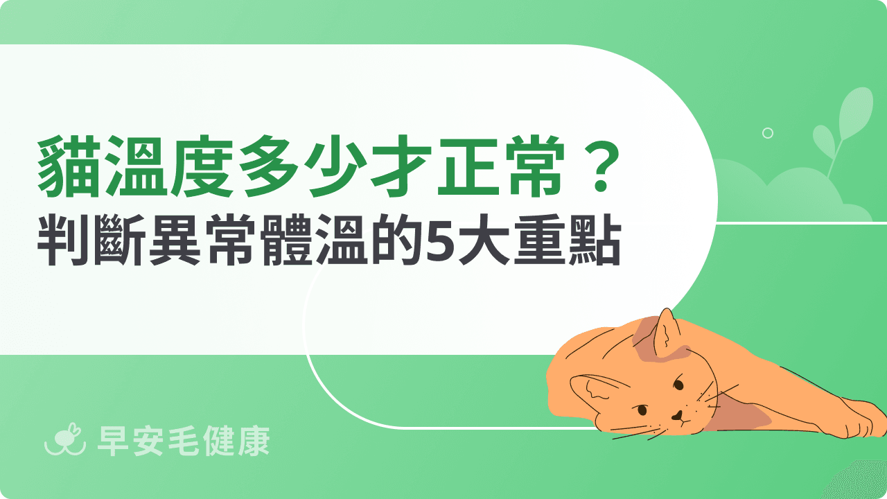 貓溫度多少才正常？判斷異常體溫的5大重點