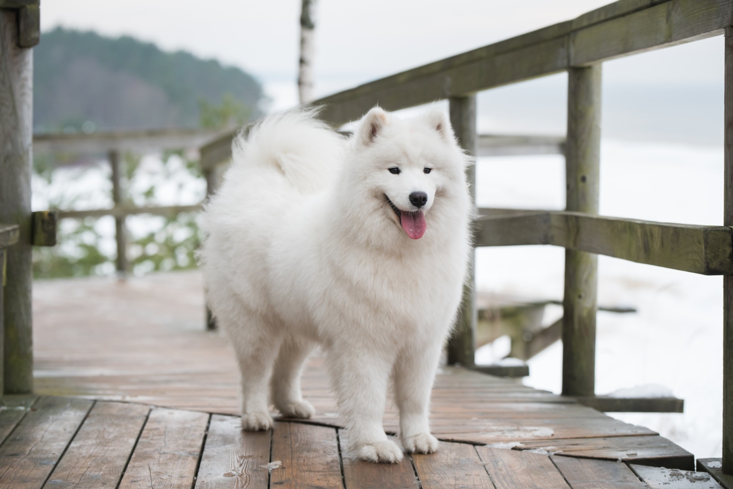 17.samoyed-dog-guide-2