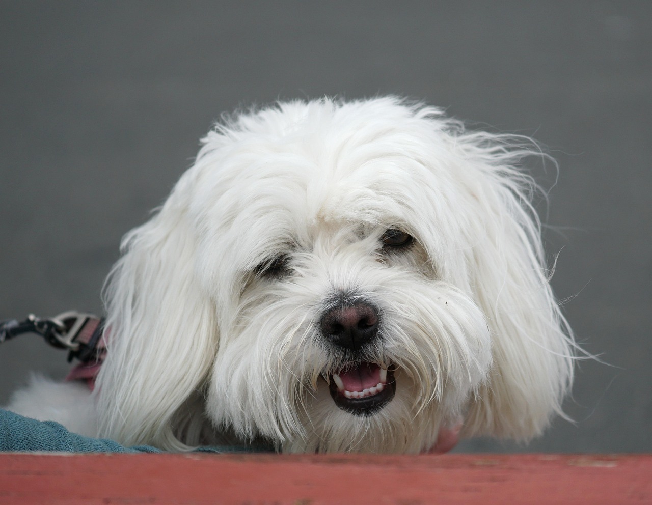 白色棉花面紗犬在草地上回望特寫