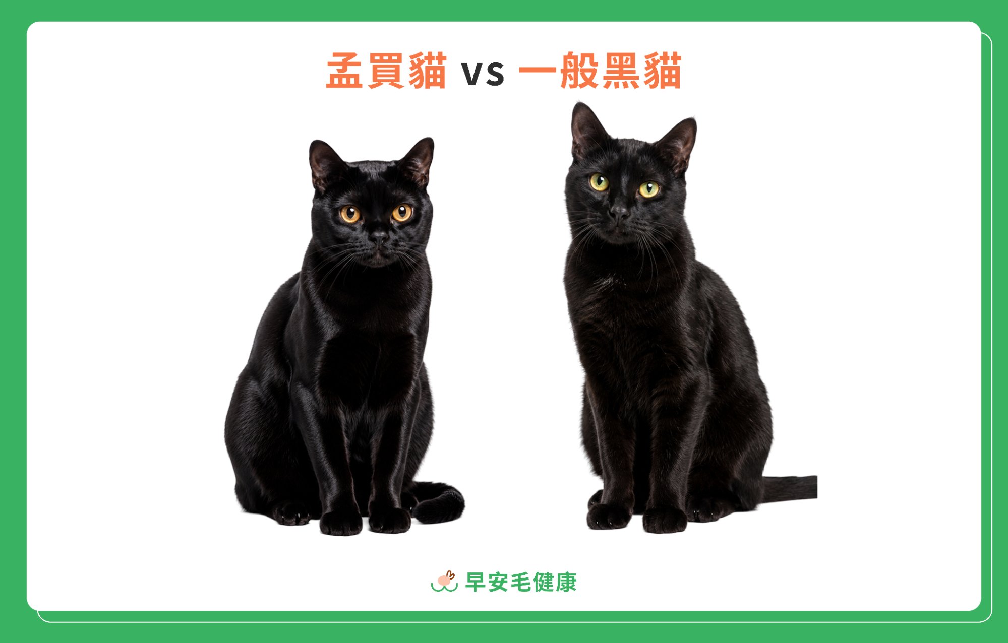 孟買貓與一般黑貓的外觀對比圖，左邊為孟買貓、右邊為一般黑貓