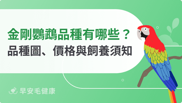 金剛鸚鵡品種有哪些？價格、壽命、大小與飼養重點須知
