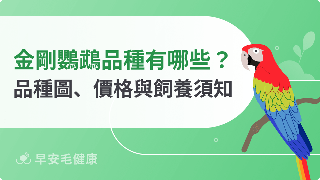 金剛鸚鵡品種有哪些?價格、壽命、大小與飼養重點須知