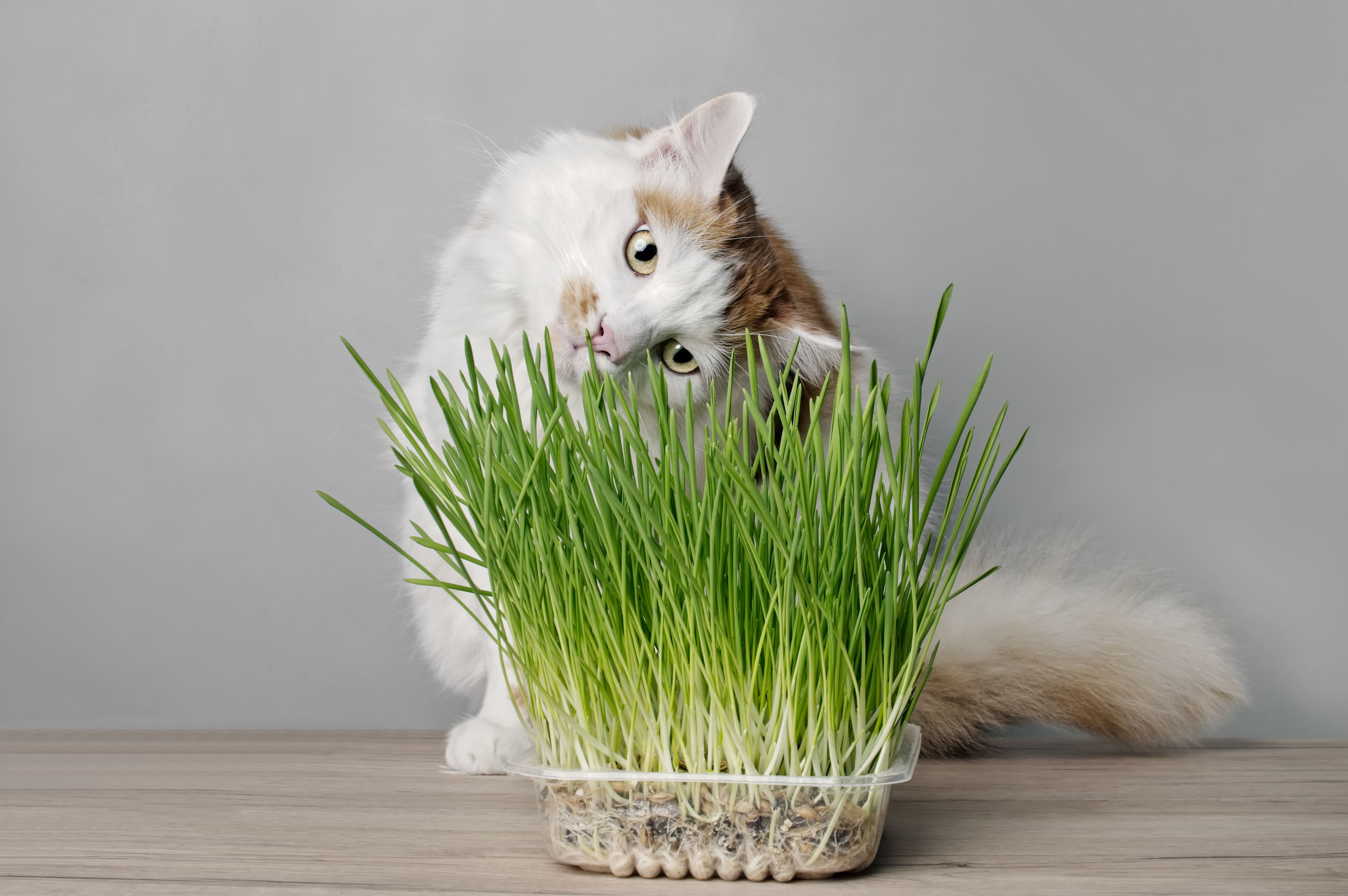 4.overview-of-cat-grass-1