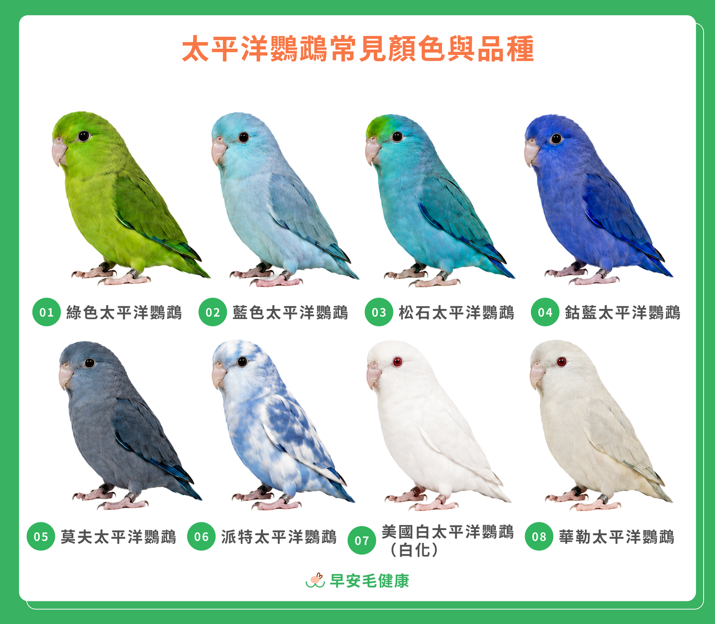 8種太平洋鸚鵡常見顏色與變種
