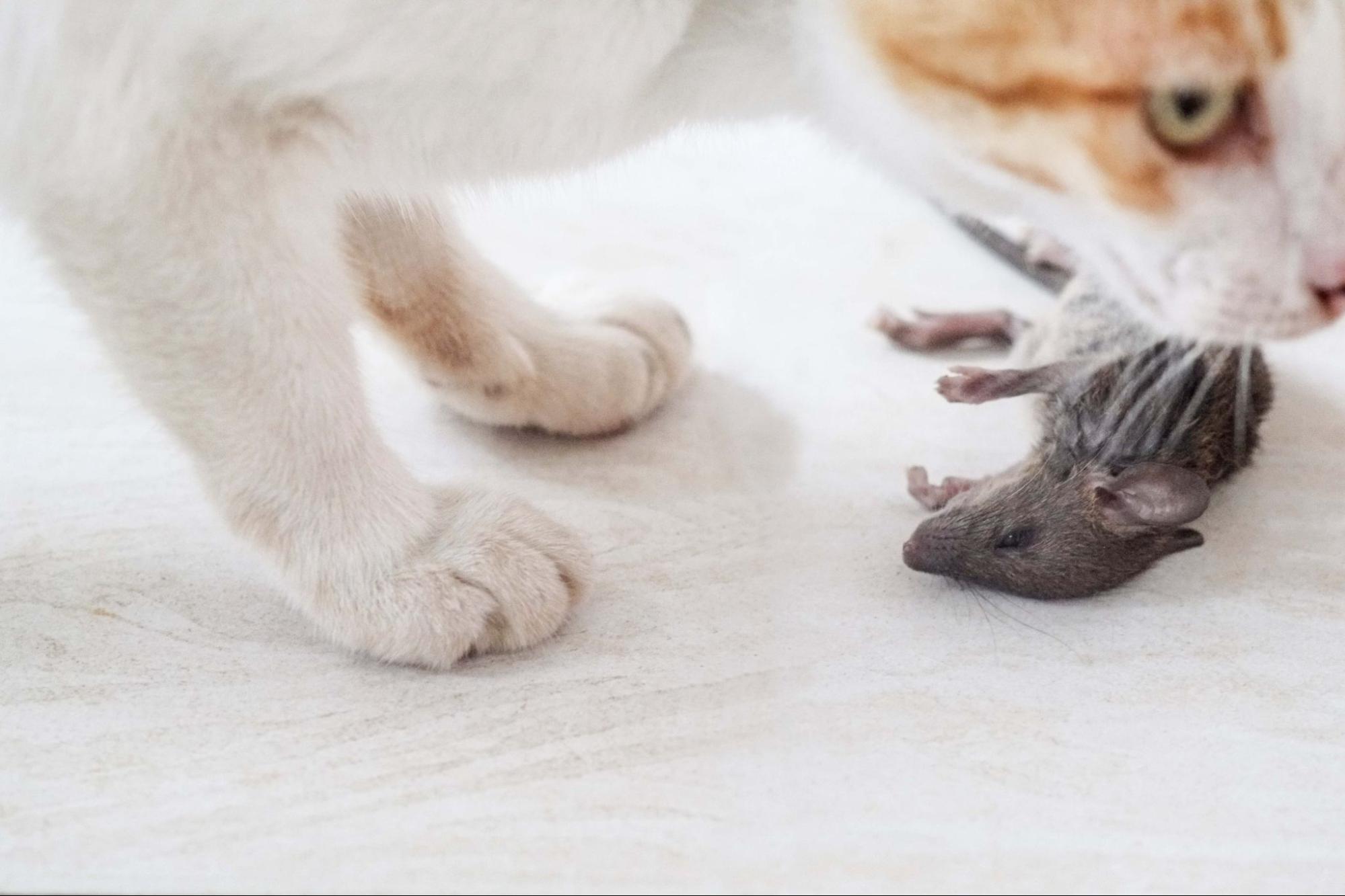 23.why-cats-hunt-mice-1