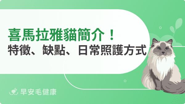 喜馬拉雅貓好養嗎？特徵、個性、缺點與日常照護方式全解析！