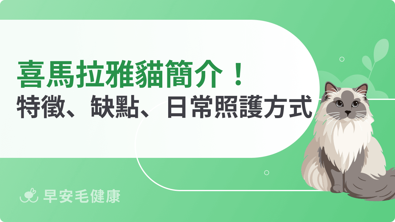 喜馬拉雅貓好養嗎？特徵、個性、缺點與日常照護方式全解析！