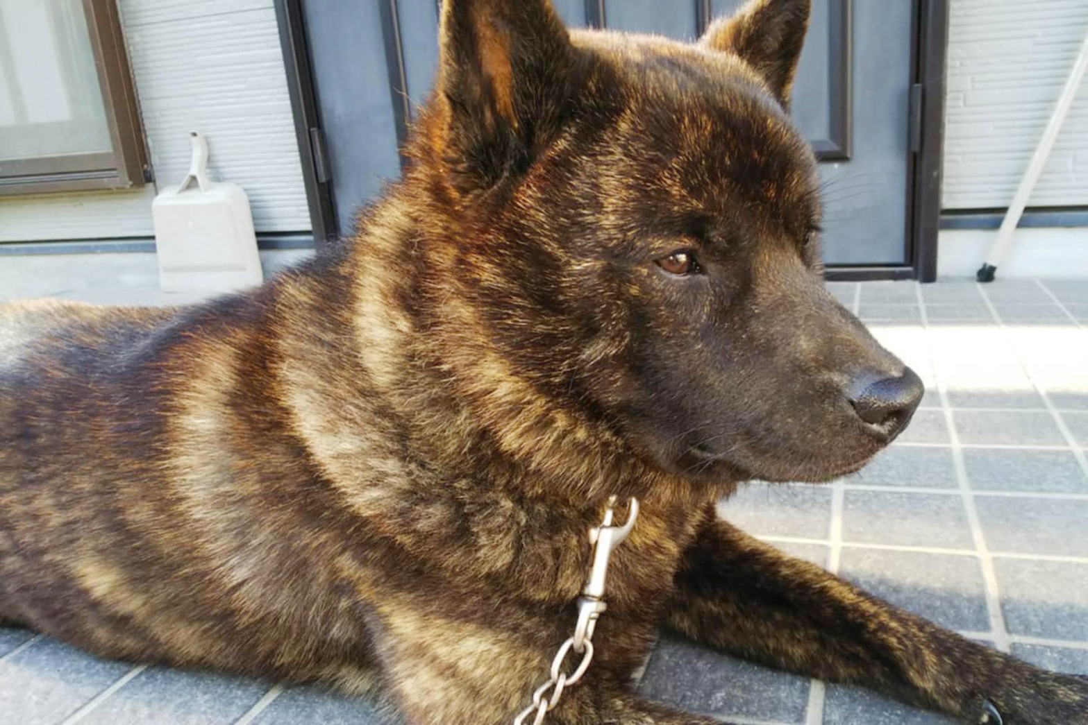 虎斑色甲斐犬繫著鏈條趴在玄關地板上
