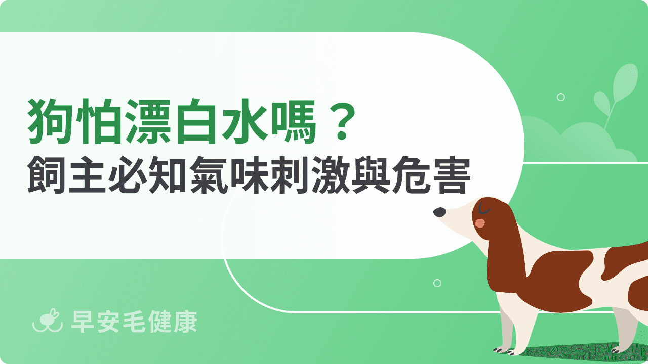 狗怕漂白水嗎?飼主必知氣味刺激與危害