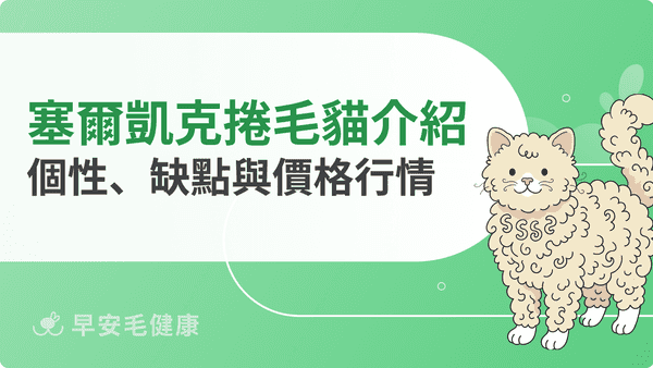 塞爾凱克捲毛貓飼養指南:個性、缺點、掉毛與價格行情解析