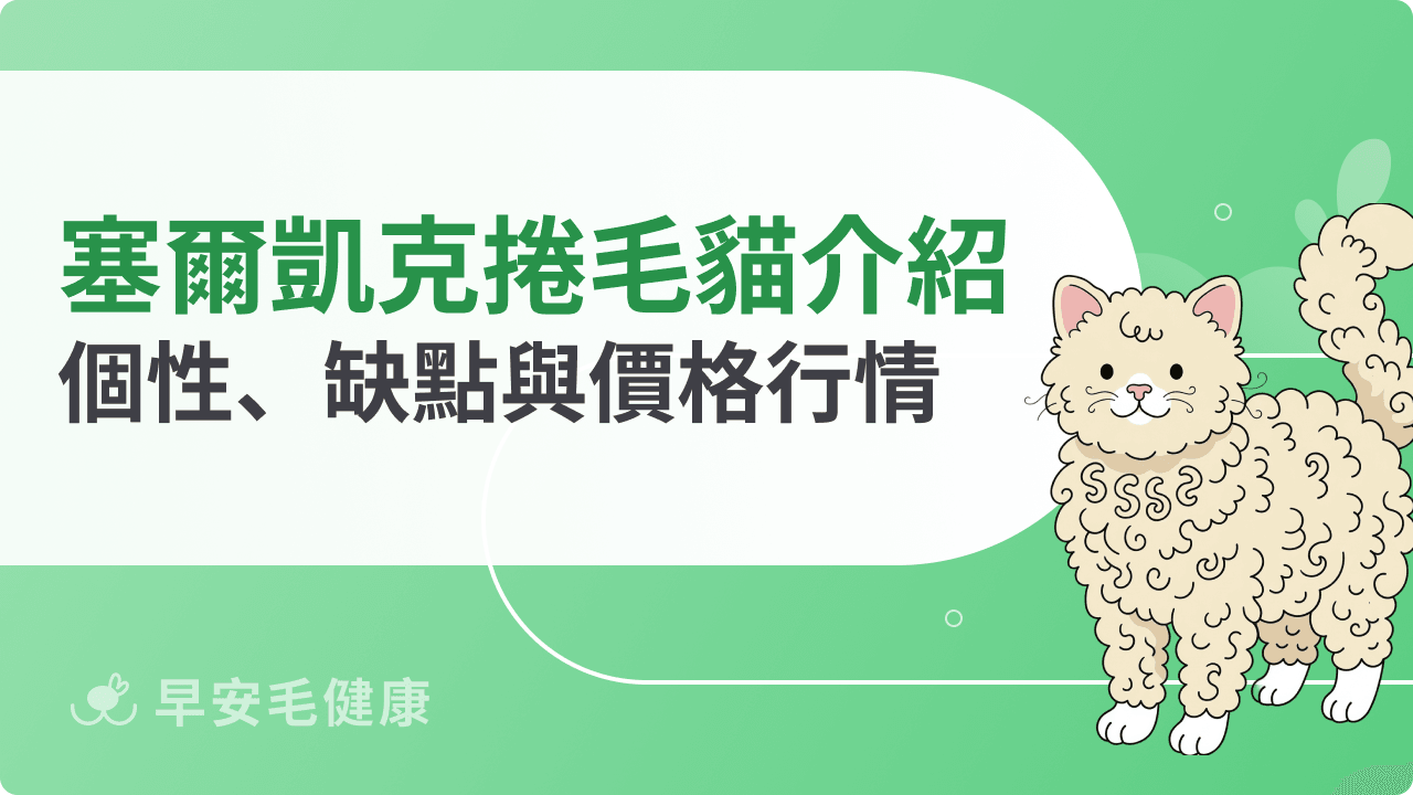 塞爾凱克捲毛貓飼養指南：個性、缺點、掉毛與價格行情解析