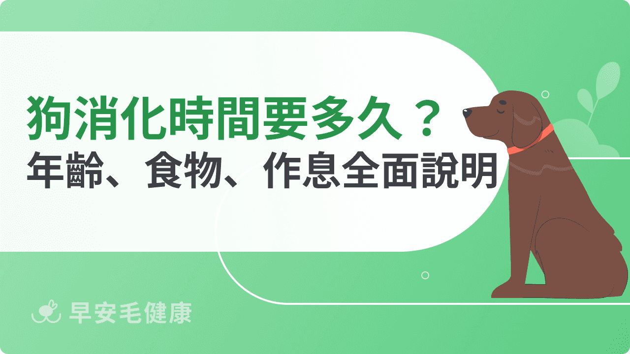 狗狗消化時間要多久?年齡、食物、作息全面說明