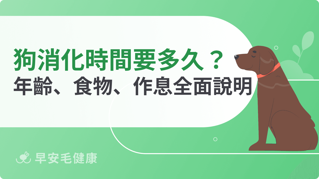 狗狗消化時間要多久?年齡、食物、作息全面說明