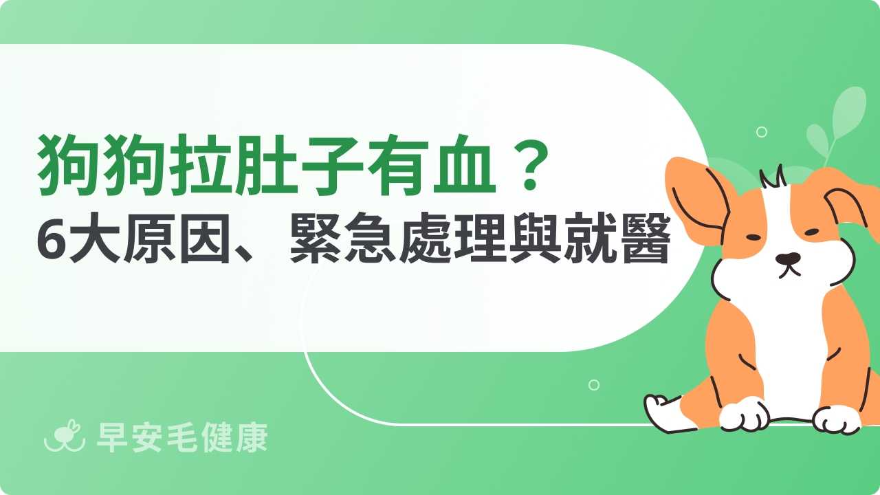狗狗拉肚子有血怎麼辦?急救、就醫徵兆與原因