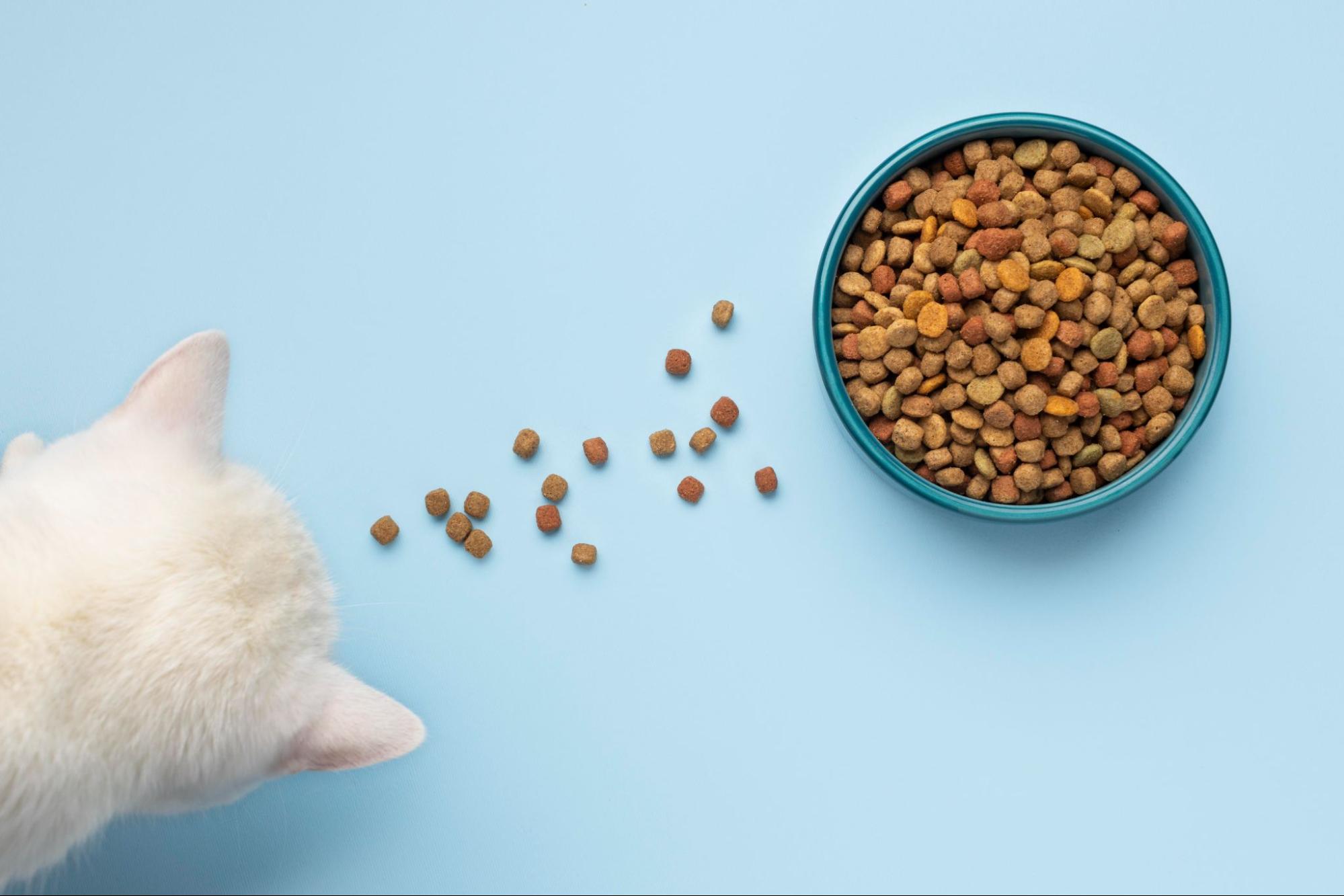 白色幼貓望向碗中的乾飼料俯拍