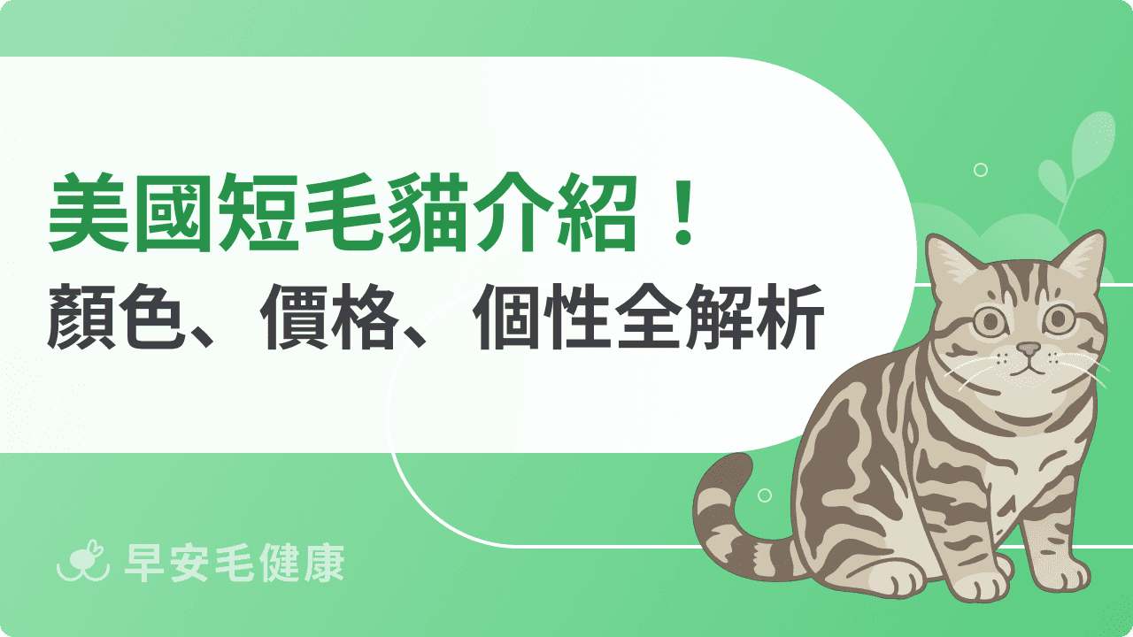 養美國短毛貓前必看！價格、缺點、壽命與領養資訊全整理