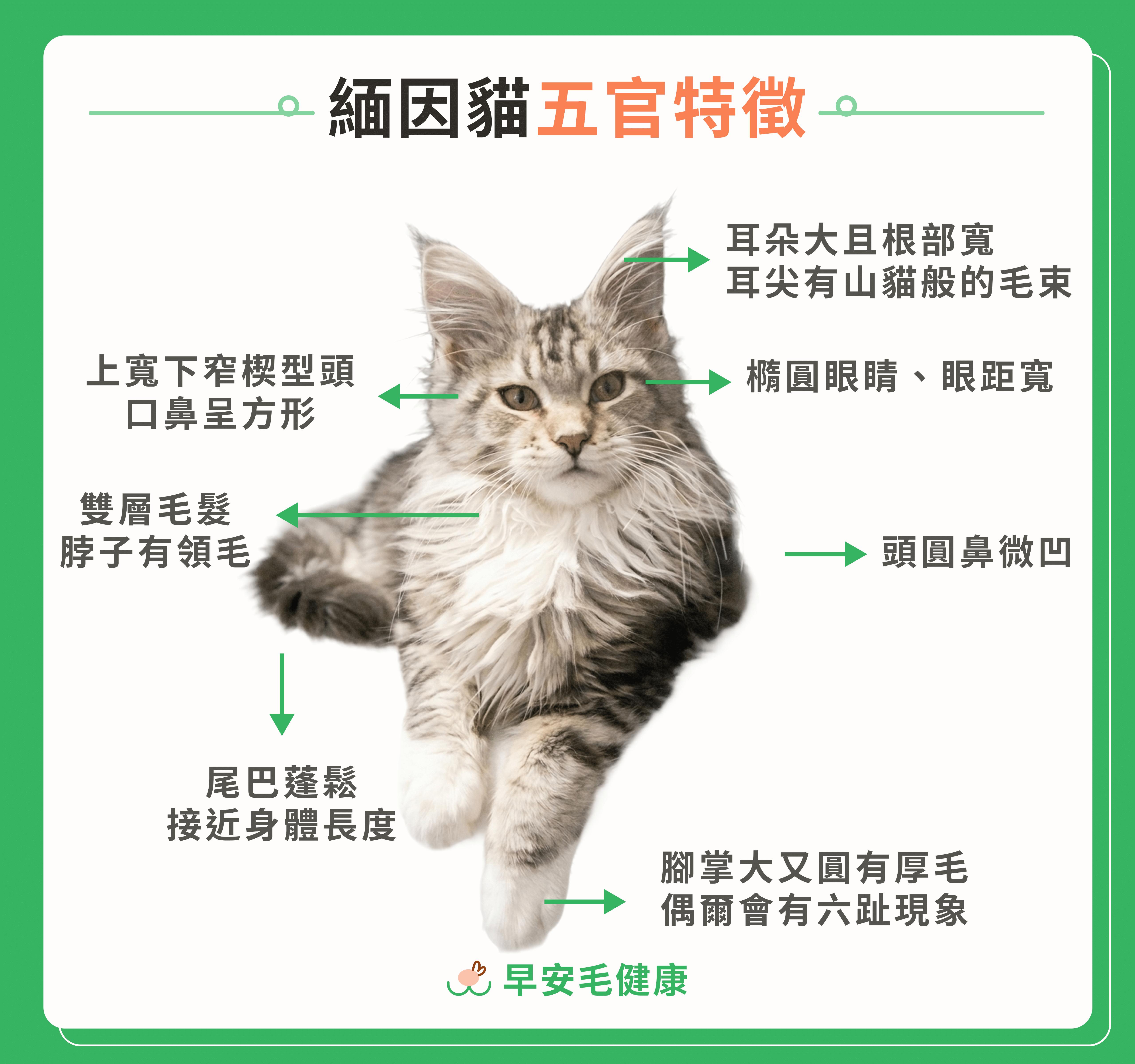 2.maine-coon-guide-cover