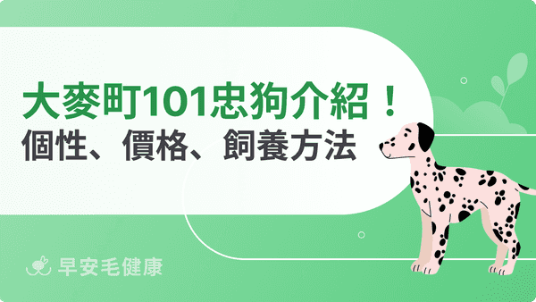 大麥町 101 忠狗真面目：個性、壽命、價格與飼養須知全解析！