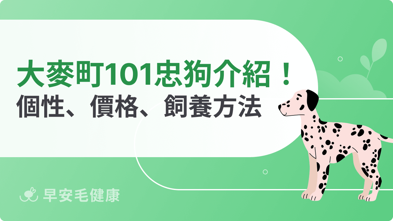 大麥町 101 忠狗真面目:個性、壽命、價格與飼養須知全解析!