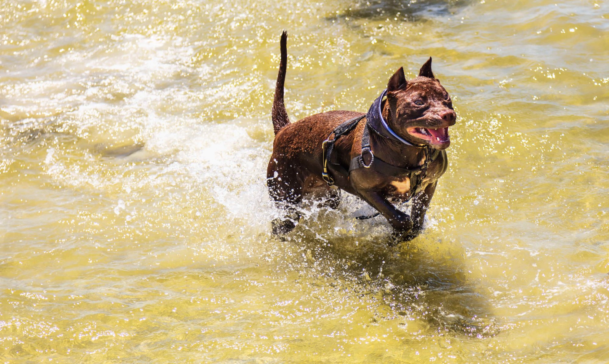比特犬在水中奔跑