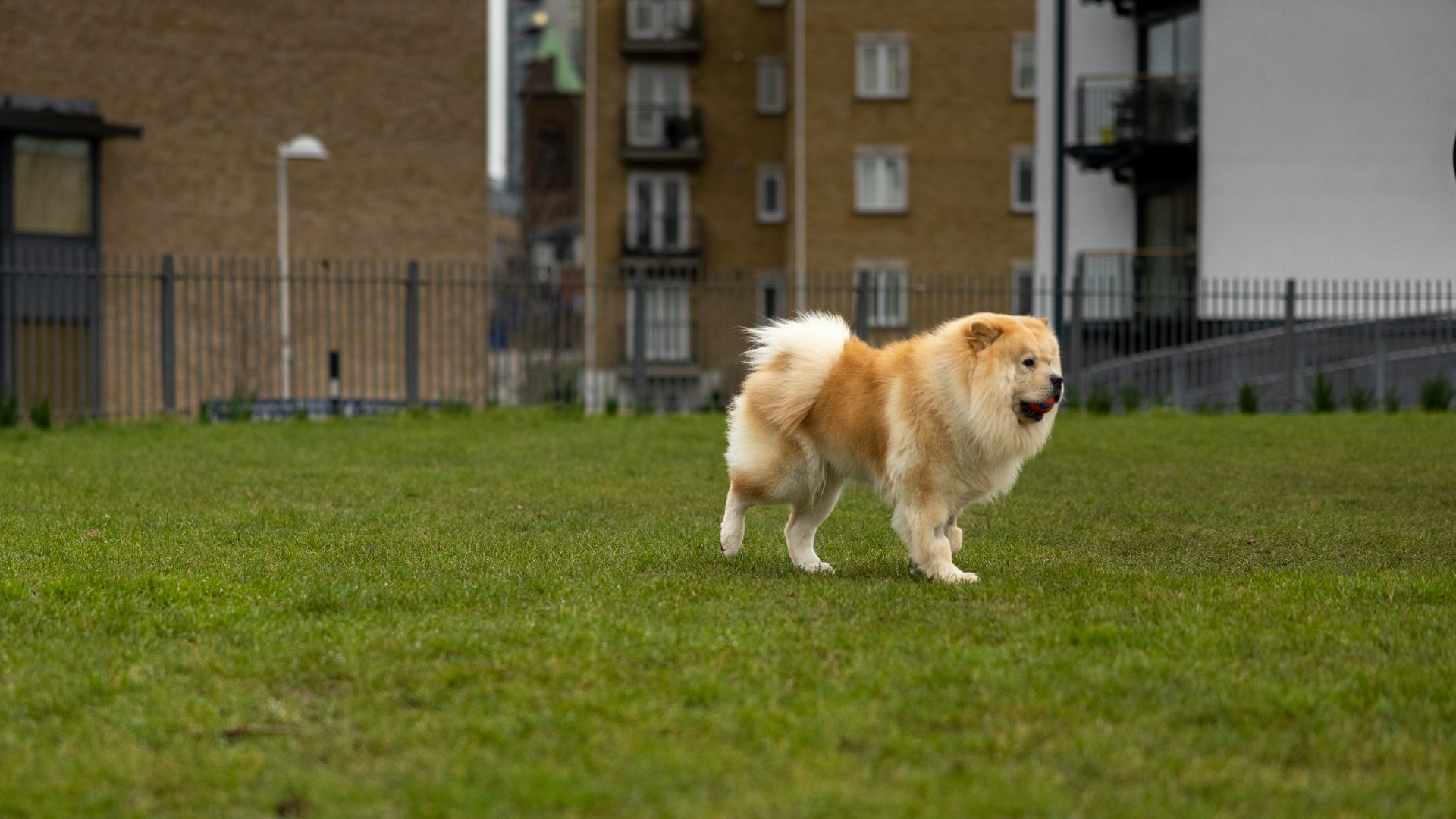 42.chow-chow-guide-4