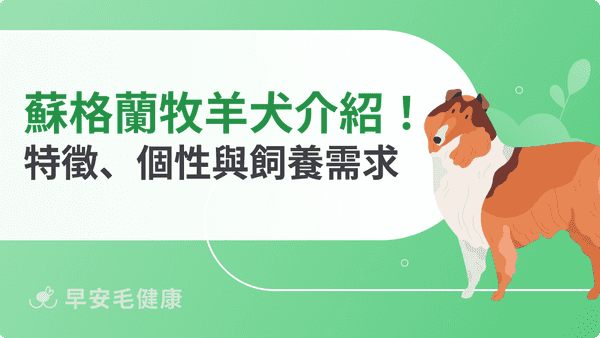 蘇格蘭牧羊犬是喜樂蒂嗎？品種特徵、個性與台灣飼養指南